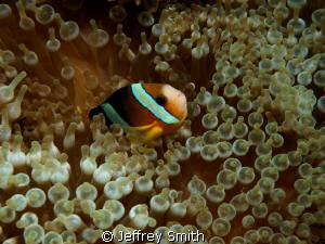 Clown Anemone fish. Coral cove dive site Puerto Gallera by Jeffrey Smith 